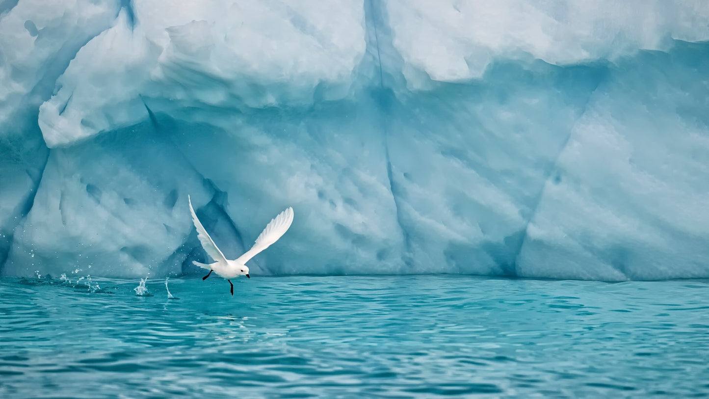 Antarctica