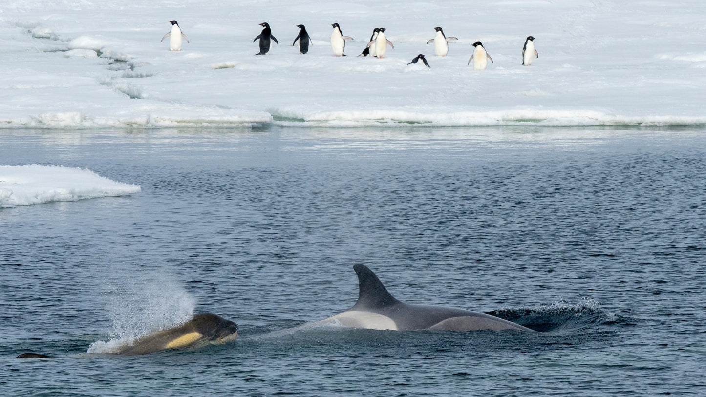 Antarctica